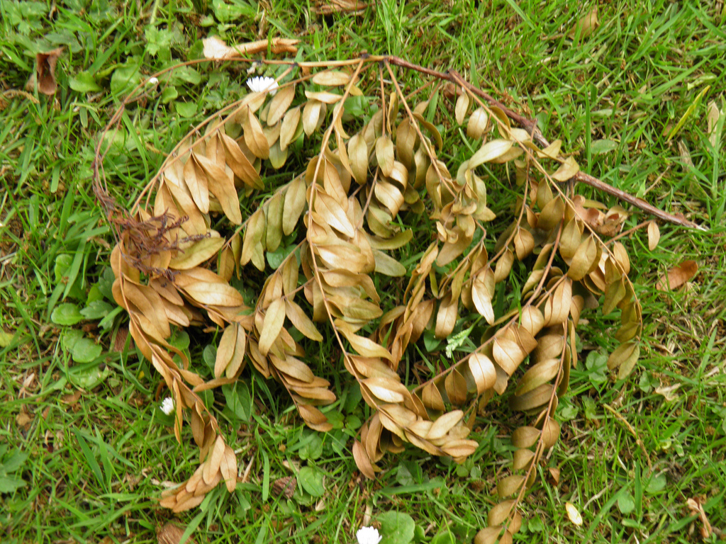 Gleditsia triacanthos